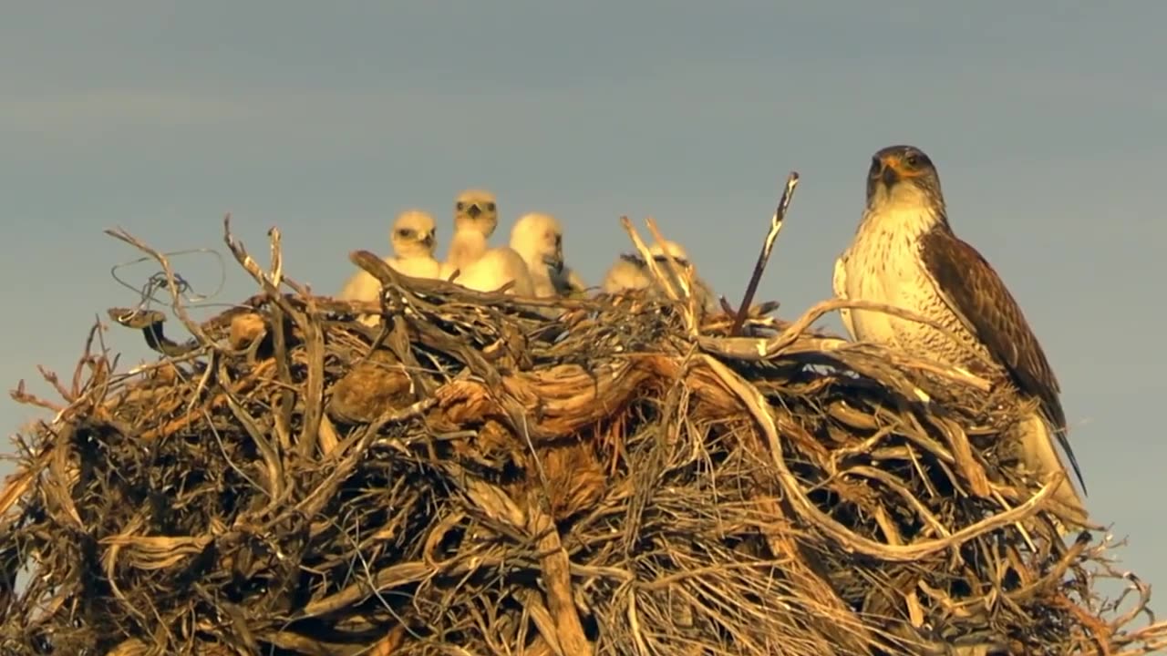 Falcon vs. Hawk: Aerial Acrobatics & Power Plays - The Ultimate Sky Rivalry Uncovered