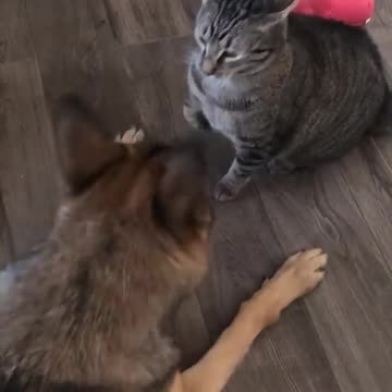 Cat and dog funny video 😂😂😂😂