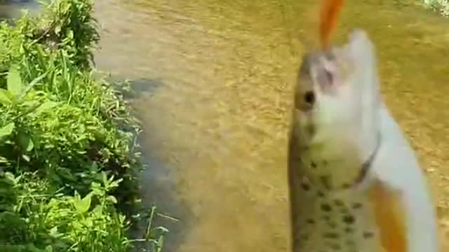 another trouty from today