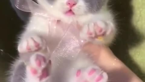 Lovely Cat