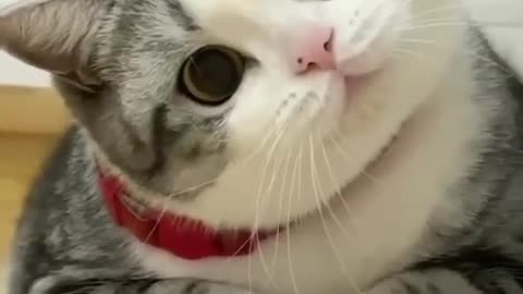 Cat funny video 🤣