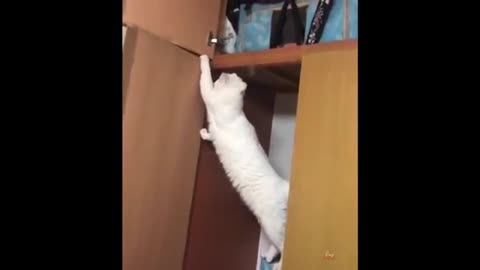 Funniest video cats