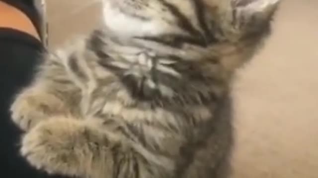 OMG So Cute Cat Video ❤ #cat #kittens #short