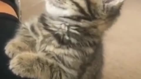 OMG So Cute Cat Video ❤ #cat #kittens #short