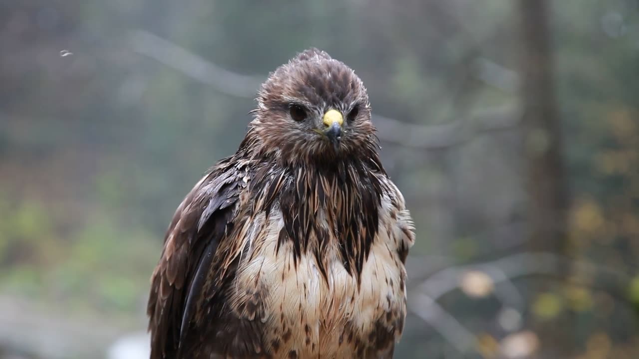 A Wet Hawk #shorts #shortvideo #video #virals #videoviral