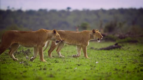 "Wild Wonders: An Epic Animal Adventure Compilation"