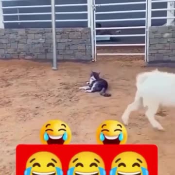 funny animal video (part: 7). animal new video. very funny video. funny dog video