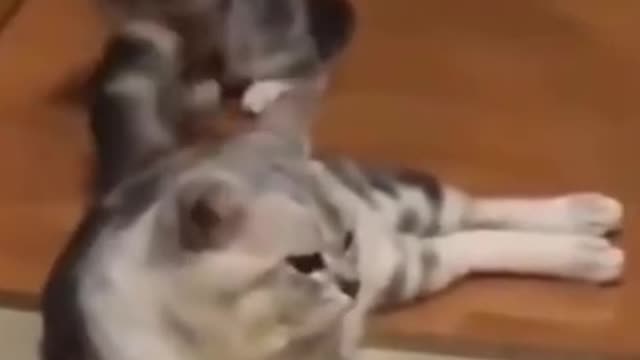 Funny Cat Videos Year 21 - Mother Training Kid for Hunting