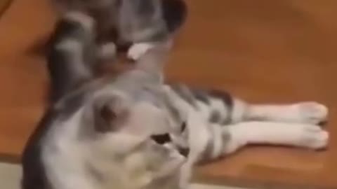 Funny Cat Videos Year 21 - Mother Training Kid for Hunting