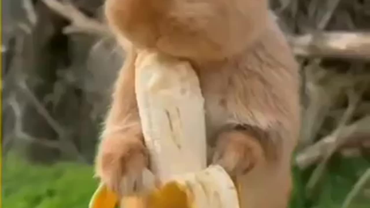 animal funny video