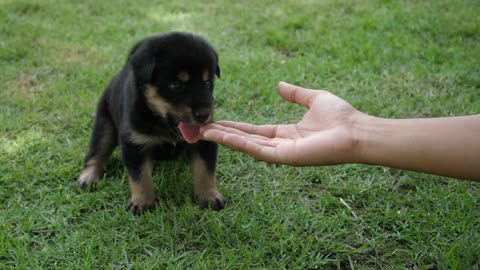 my Dog Playing In The Green Park