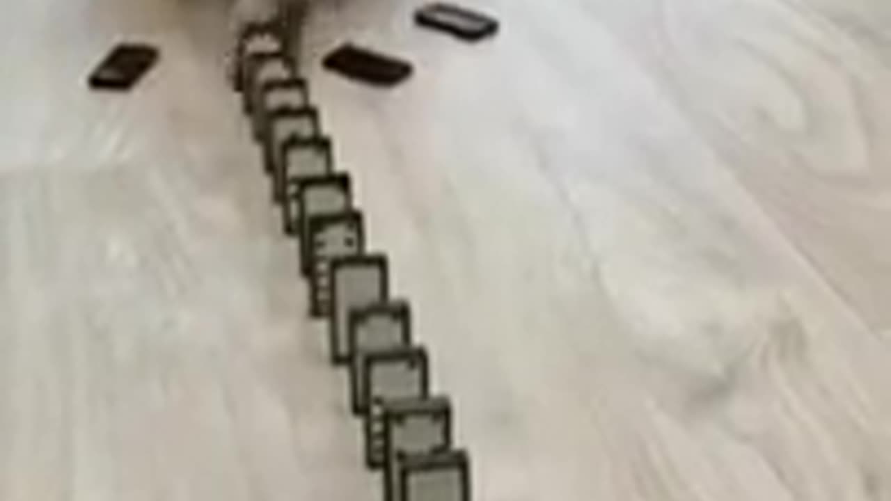 Funny Cat Videos - Cute Cat Tries To Break World Domino Toppling Record