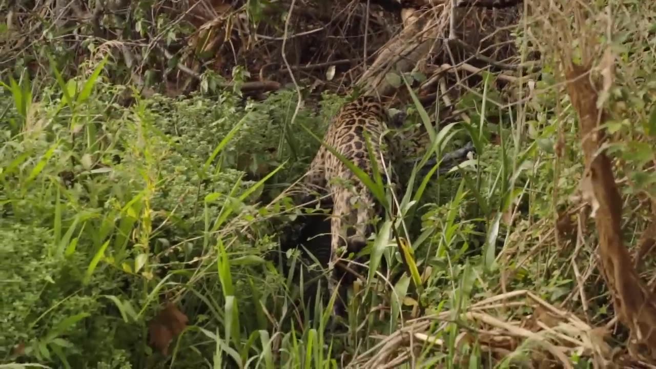 jaguar on the hunt