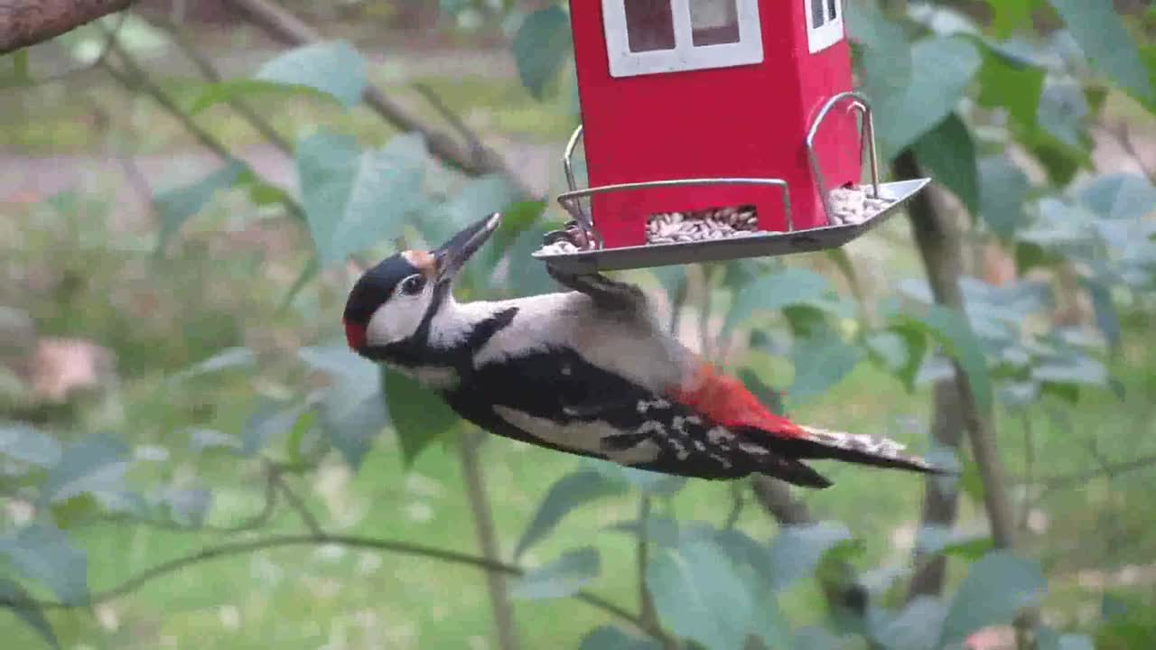 A Woodpecker Perched And Eating On A Bird Food Dispenser Hanging