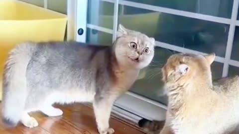 Cats Gone Wild: LOL Moments Caught on Camera