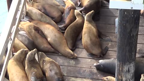 Santa Cruz, CA — Santa Cruz Wharf - Sea Lions #1