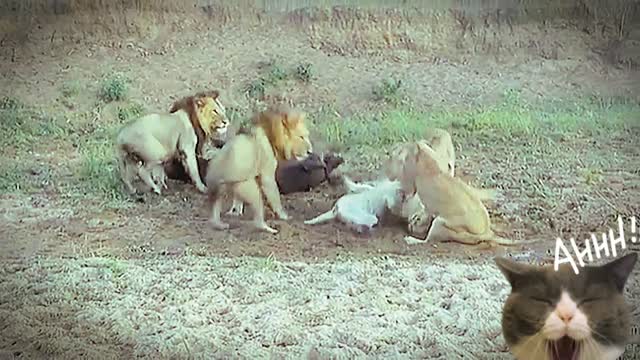 The lions fight while eating a buffalo, which casually backs away.