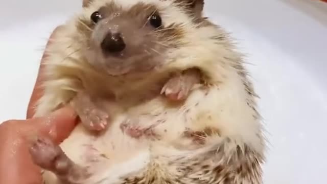 hedgehog