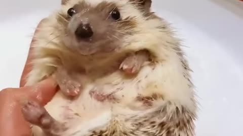 hedgehog