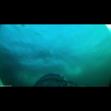 Spellbinding new 'selfie' video captures penguin feasting on giant sardine ball | Live Science