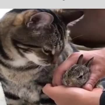 eat you or caress you