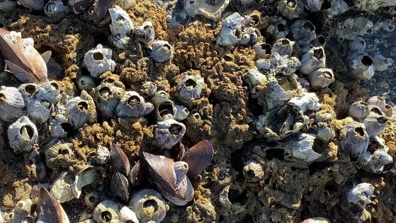 Caminhada Imersiva na Praia de Mariscal, Bombinhas