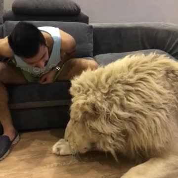 Guy kidding with his huge lion at living room