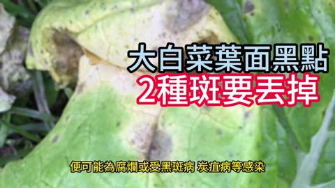 大白菜葉面黑點 2種斑要丟掉