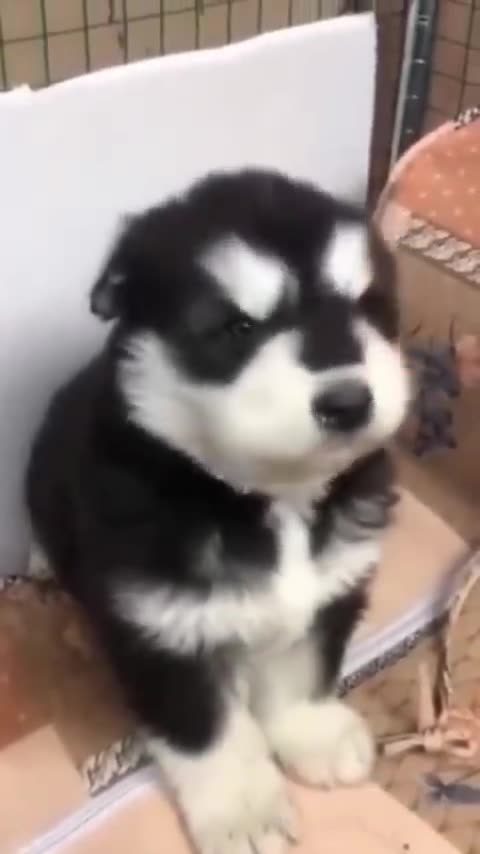 baby husky howling cute _shorts