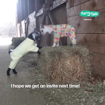 Goat PJ Party 🥰