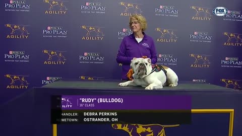 Watch Rudy the Bulldog crush the 2019 WKC Masters Agility course | FOX SPORTS