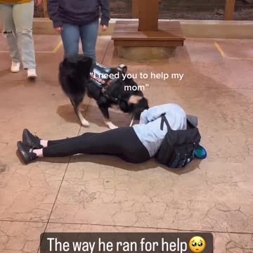 "Man's Best Friend: A Smart Dog Saves the Day"