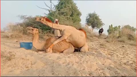 Camel