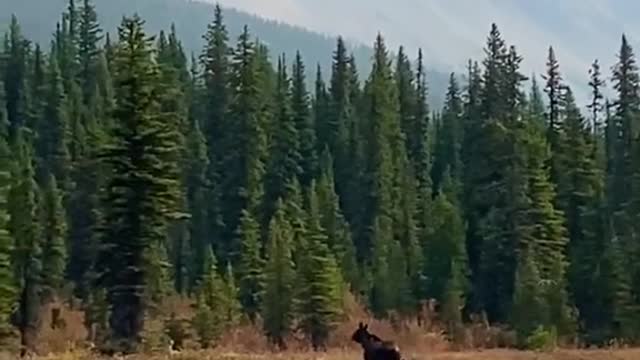 Indigenous word Mooswa means Twig Eater- A symbol that represents the wildlife of Canad