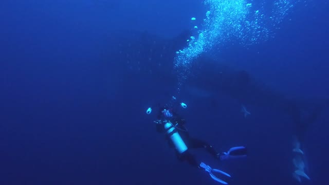 Scuba diver scrambles to avoid whale shark's approaching tail