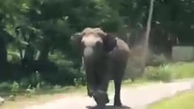 🐘Angry Elephant Chasing🐘 | Funny Animals