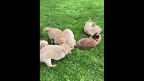 Cute baby animals videos compilation