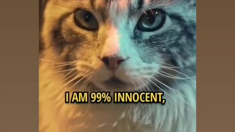 Attitude of cat 😎🤘