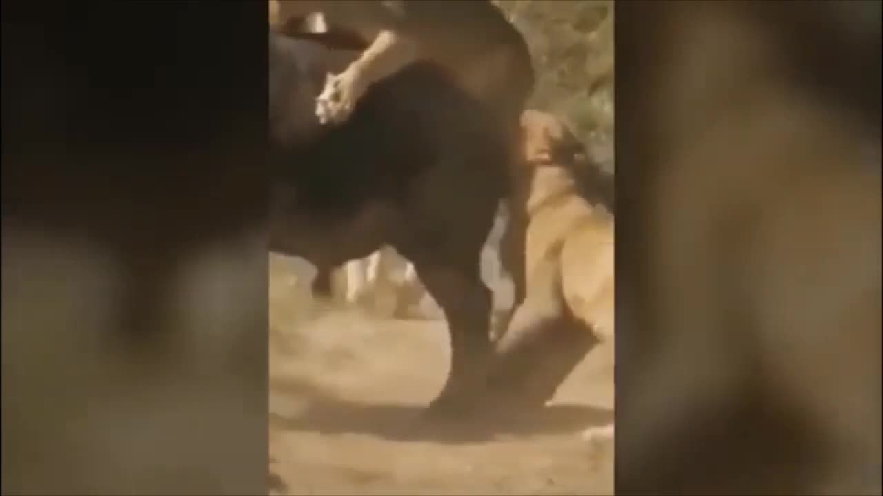 Animals Fight