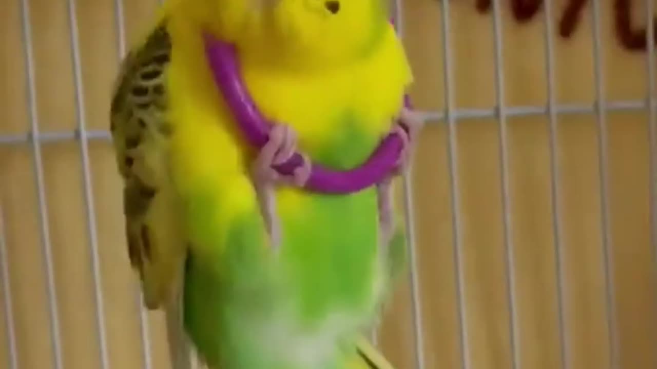 Parrots | Funny Parrots | Cute And Funny Parrot Videos # 5 | Funny Birds | Cutest Animals