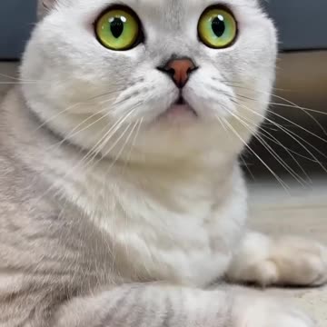 Fears of Sonya's cat🐱