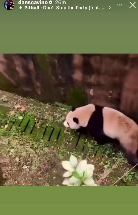 Dan the Man on Instagram