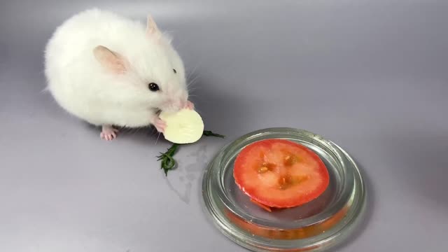Hamster’s eating tomato with mozzarella ❤️🐹 ASMR #14 #crunchcrunchhamster #hamster #asmr