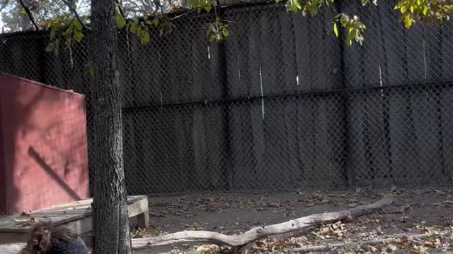 They have such a goofy run haha. Scary is they can run 35+mph