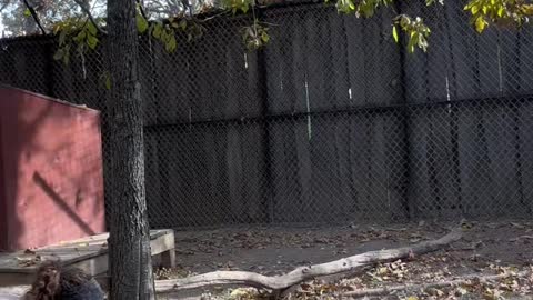 They have such a goofy run haha. Scary is they can run 35+mph