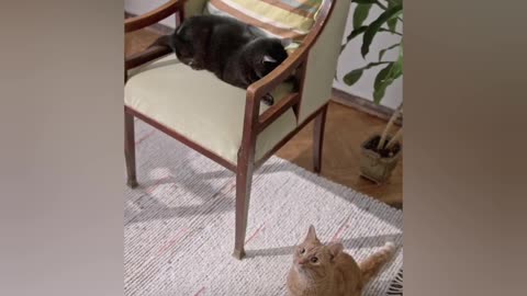 #funny cats