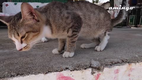 Cat Beach Sanctuary, Penang, Malaysia !!! cat lovers