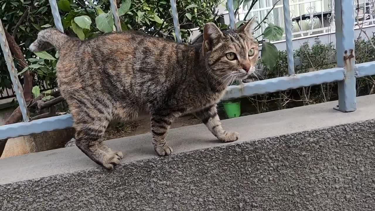 Stutterer cat is meowing unbelievably cute