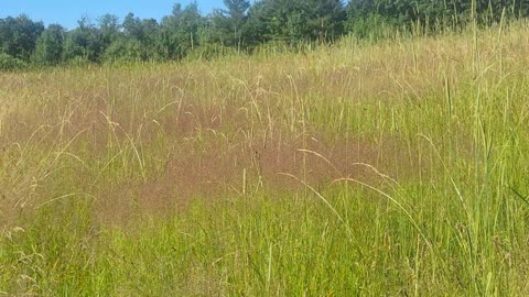 Tall grass in a field. So quiet.