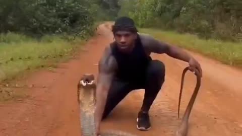 King Cobra